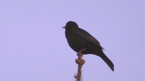 Blackbird song