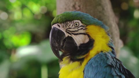 Very funny parrot watch it now