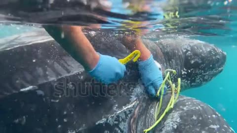 Coast Guard sailor cuts a fishing trap line from a sea turtle,