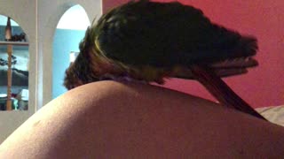 Pet bird scratching