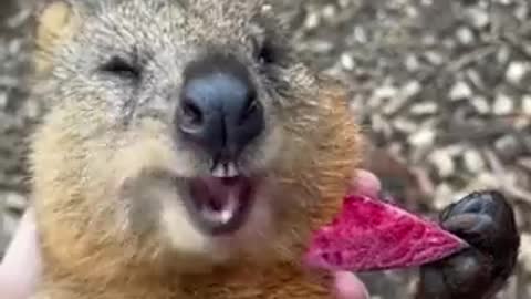 A video of a quokka eating a beetroot ☺️