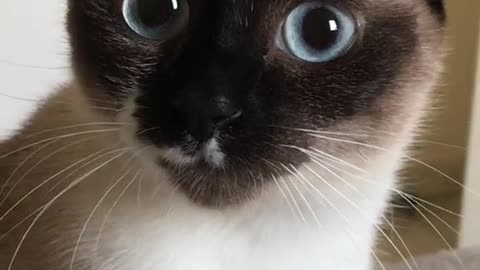 Cute and Funny Cat Videos to Keep You Smiling