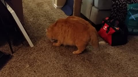 Mango Playing With Toy Mouse