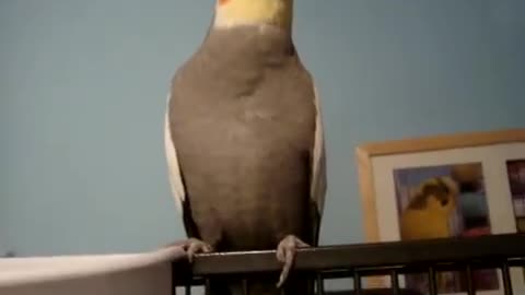 This amazing birds sings and dances