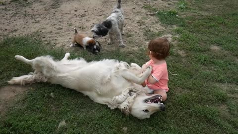 Funny baby play with dogs
