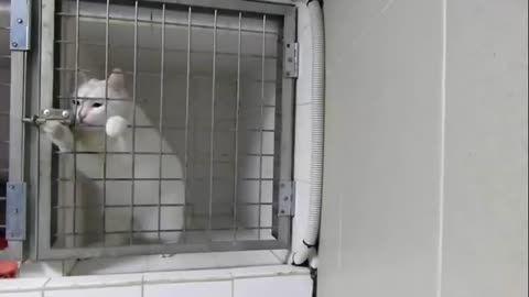 Super Intelligent Cats - Funny Cats videos