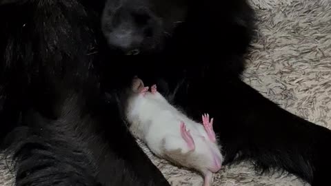 Pet rat decides to nap with a sweet German Shepherd