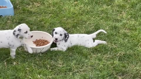 Dalmatian puppy shows off her lazy eating style