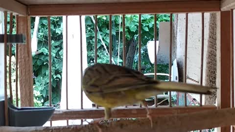 Goldfinch and canary hybridization