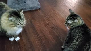 Fighting cats, Purdy and Tigger