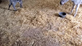 Newborn Donkey Stretching His Legs