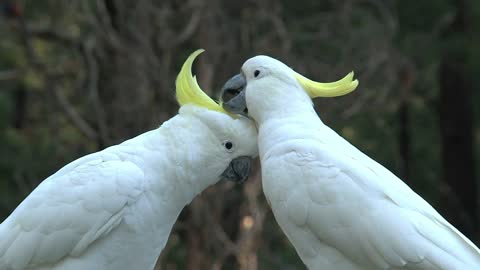 Big white birds caressing each other - With great music