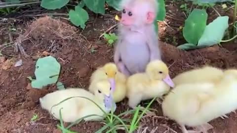 littele Baby monkey helps dad take care of ducks ★ ★