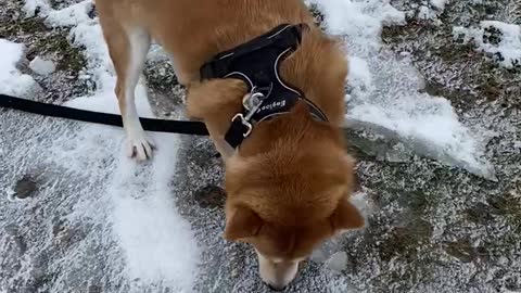 Hachi loves winter