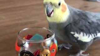 Bird Wins Bout with Glass