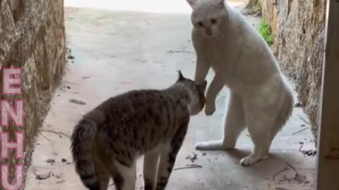 New video of fighting cats. New viral funny video of the year 2023 . cat's fighting moments