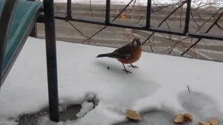 Something happens while American robin nibbles on organic bread