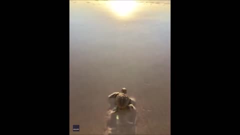Be Free Little Dude Baby Turtle Makes Way to Sea Under Glorious Sunset at Queensland Beach