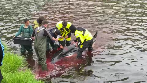 Helpless dolphins are tagged with GPS turning the sea into a bloodbath