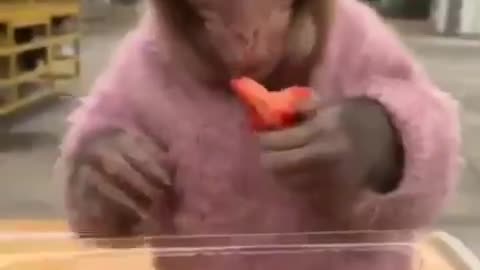 little monkey eating strawberry