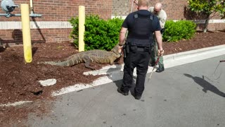 Animal Control Assists in Alligator Removal