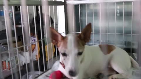 The 13-year-old Jack Russell has an nasal fistula