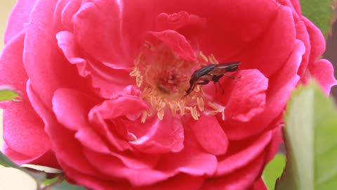 flying nectar rose