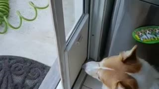 Corgi Prefers a Running Start Through Doggy Door