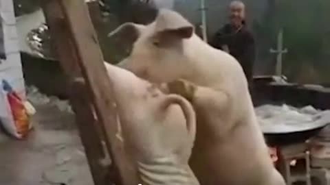 Pig Trying to Save His Brother