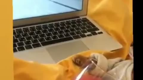 Amazing cat operating the laptop