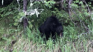 Cute bear eating grass