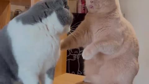 best funny cats