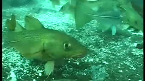 Underwater Camera For Longline Cod Fishing