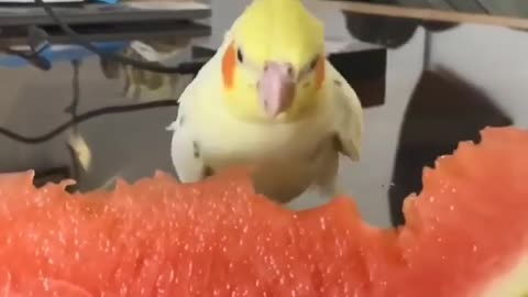 Cocktail bird eats watermelon in a fast and wonderful way