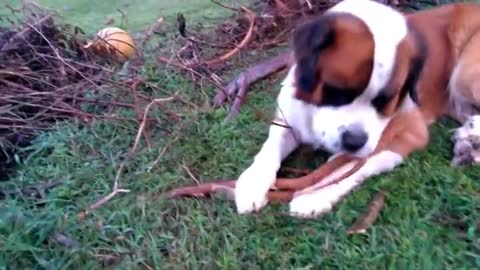 A Day in the Life of a Saint Bernard named Fluffy