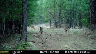 Deer Grazing Corn