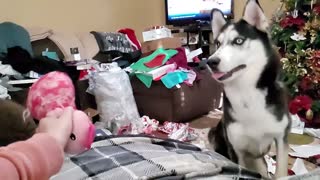 Husky Jumps At Toy In Slow Motion