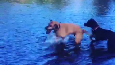 Crazy dog obsessed with fetching rocks out of river