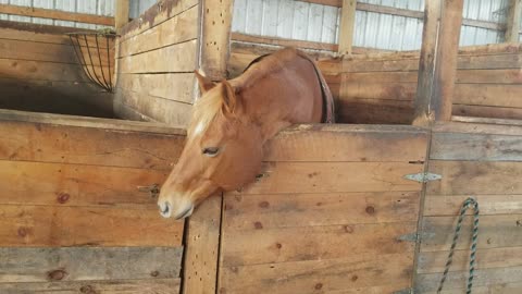 Horse unlocks barn door to free his friends
