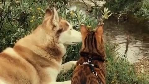 Adorable Husky Dog With Friend Cat Sitting on River in ' Family Gathering '