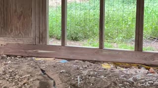 Boy Ropes Snake out of Hen House