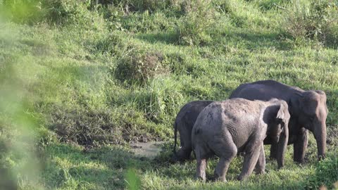 family of elephants having a conversation