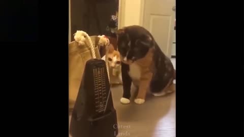 Funny Animals [Cats 😹 and dogs 🐶 cute FUNNY REACTIONS