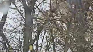 Bald Eagle Carrying a Squirrel in its Talons