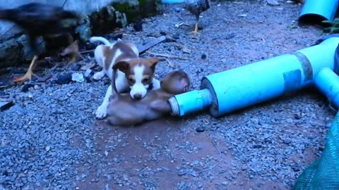 Little monkey stuck in to the pipe