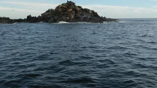 Great White Shark Attacks Fishing Boat