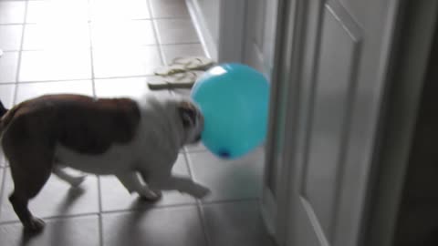 Bulldog has shocking ending with toy balloon