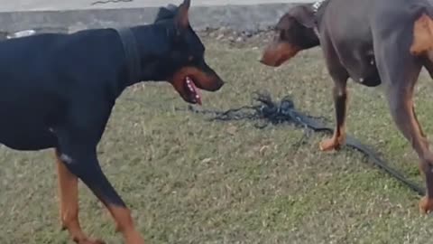 First Dog Wants to Fight But Second one Runs Away in Fear,Funny Dogs.
