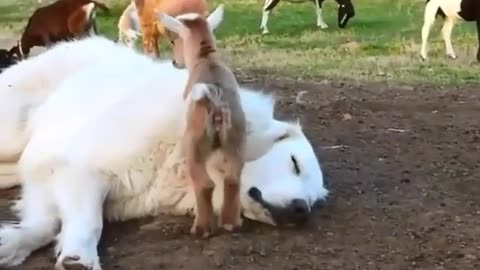 Little goats 🐐 playing with dog 😅🤣😅😂/funny animal videos