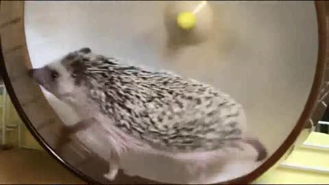 A Very Fast Hedgehog in A Running Game